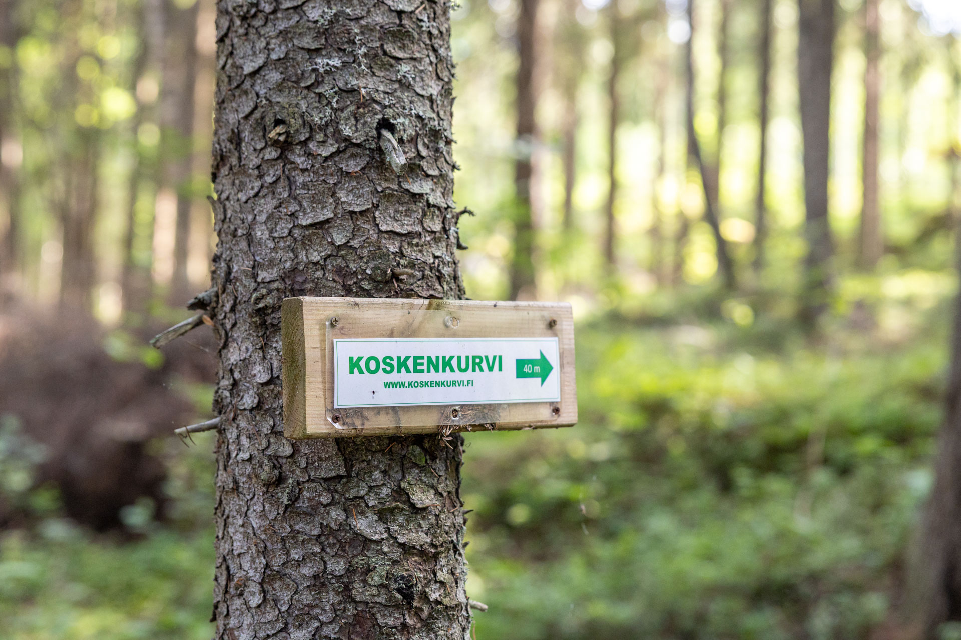 Koskenkurvi